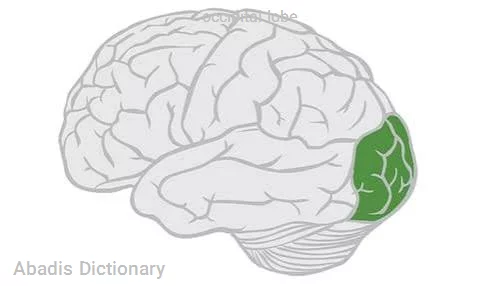 occipital lobe